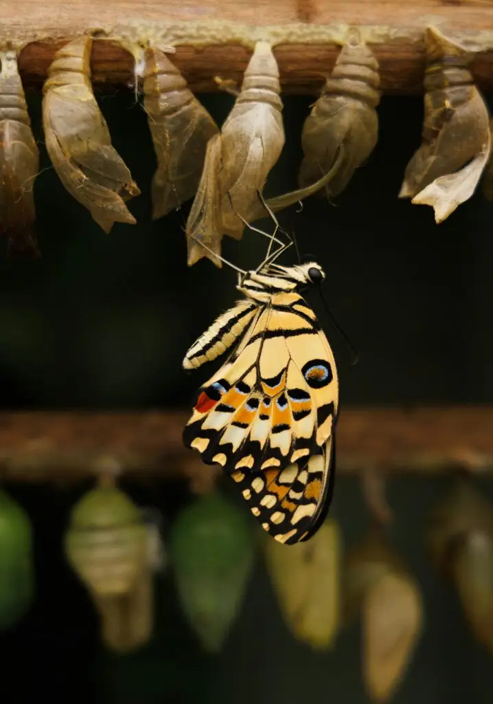 Butterfly Cycle Source: pexels-ellie-burgin-1661546-28749528